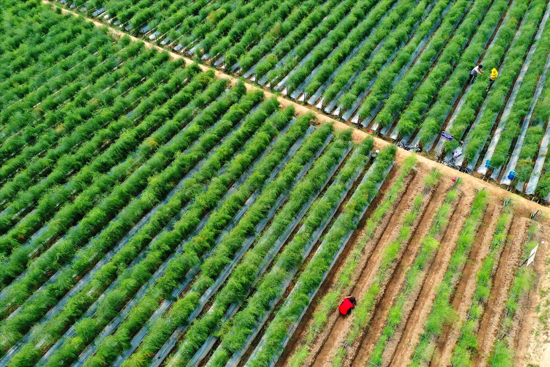 Premium green asparagus