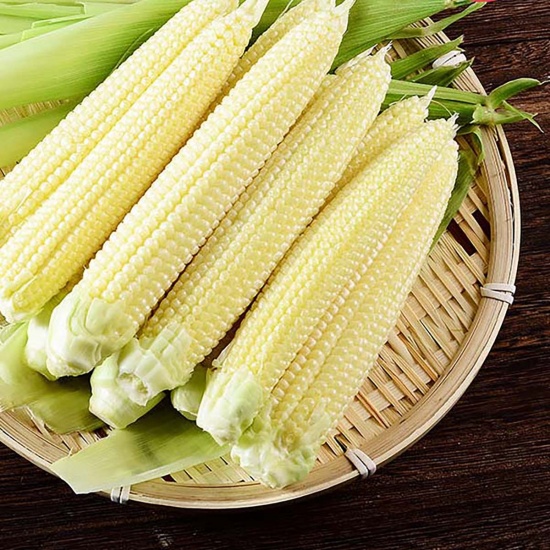 Baby corn fresh harvest